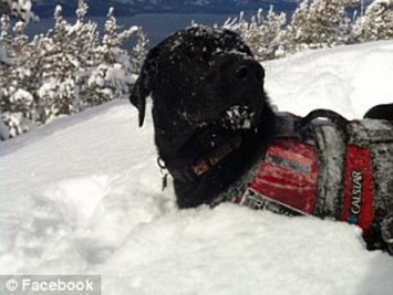 Этот пес знает, как скрасить обеденный перерыв: в США есть горно-спасательная собака, самостоятельно катающаяся с горных склонов