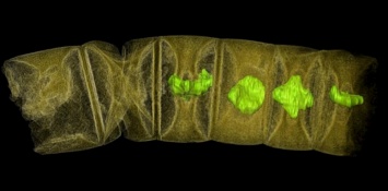 Ученые обнаружили самые древние окаменелости растения