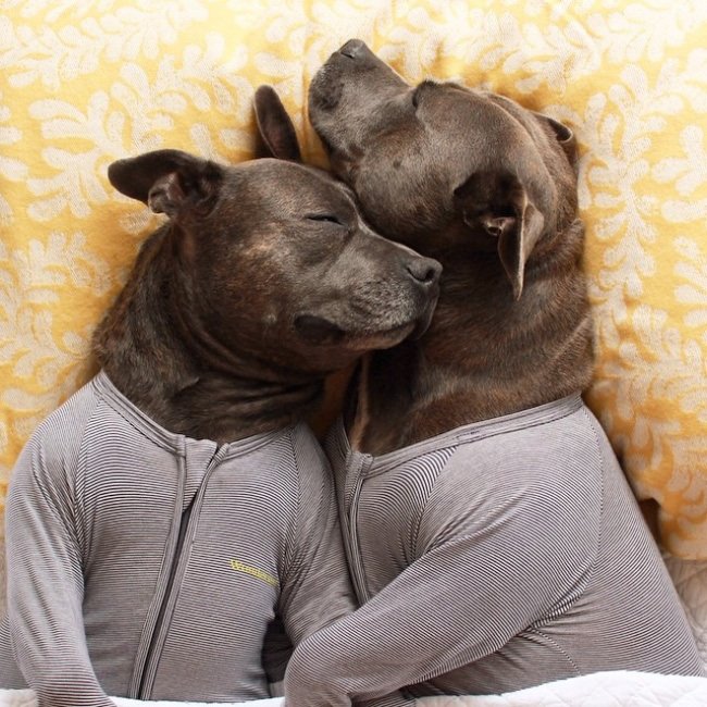 Такой дружбе можно только позавидовать: собаки жить не могут без обнимашек (ФОТО)