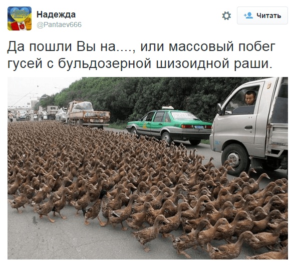 Пользователи Сети высмеяли уничтожение трех гусей в России (ФОТО)