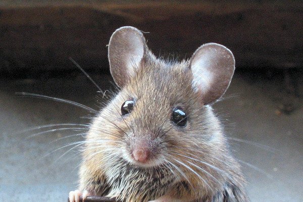 Ученые научили мышей не бояться