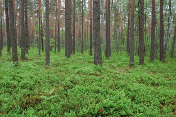 В КГГА рассказали, сколько деревьев растет в каждом районе Киева