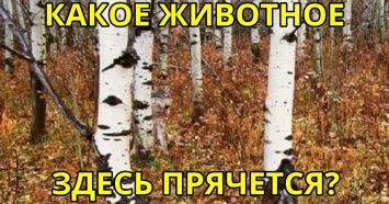 Только 6% людей видят мир с такой же точностью, как ястреб! А как у вас?