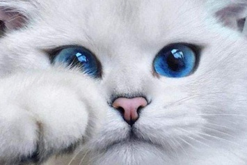 Найден кот с самыми красивыми глазами