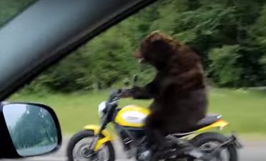 Медведь за рулем мотоцикла "покорил" сеть (ВИДЕО)