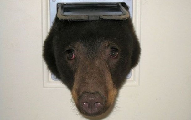 В США медведь попытался влезть в дом через проход для кошек