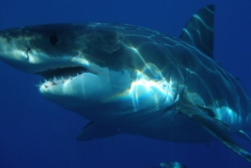 Гигантская акула напугала новозеландского рыболова (видео)