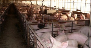 Экология Украины в опасности из-за свинофермы - активситы