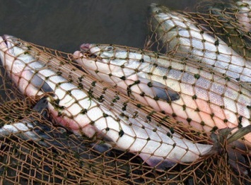 На Херсонщине обнаружили 3 браконьеров с уловом более чем 275 000 гривен