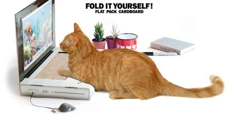 В Британии ученые создали ноутбуки для кошек