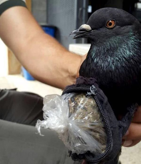 Голубь был задержан при попытке пронести наркотики в тюрьму (ФОТО)