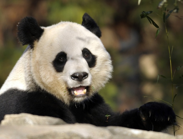 Гигантская панда из зоопарка в Вашингтоне родит в ближайший месяц