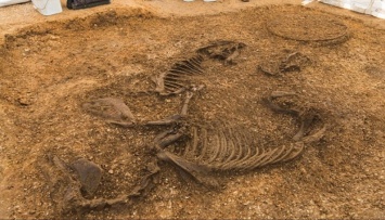 В Йокшире обнаружили скелеты лошадей и колесницу возрастом 2,5 тысячи лет