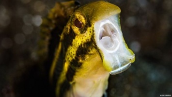 Ученые обнаружили опиоиды в яде рифовой рыбки