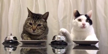 Японцы научили котов нажимать на звонок для получения корма