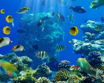 СПбГУ представил новую программу по глубокому изучению океанологии