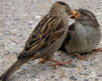 Ученые: Выхлопные газы являются причиной гибели мелких птиц