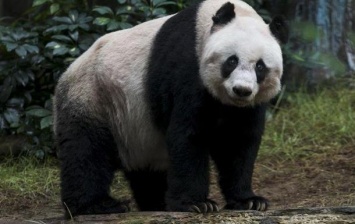 В Китае умер выпущенный на волю самец панды