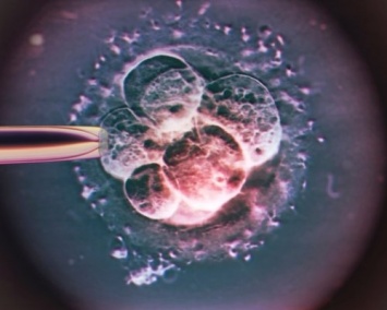 Ученые нашли «рецепт» зачатия ребенка от трех родителей