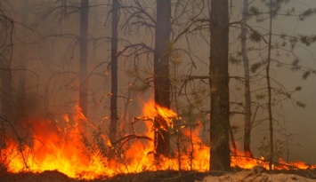 На Днепропетровщине катастрофическая ситуация с лесными пожарами