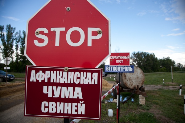 Зафиксирован второй случай вспышки АЧС на промпроизводстве в Украине