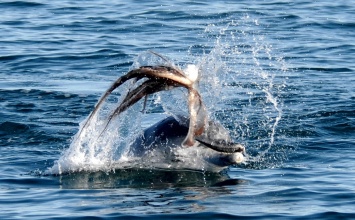 Дельфины нашли необычную тактику для победы над осьминогами