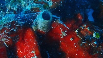 Океанологи открыли причудливую улитку-"спайдермена"