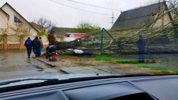 В Херсоне на Черноморской дерево не выдержало стихии (фото)