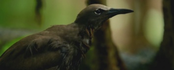 Тропическое растение убивает птиц из-за "причуды эволюции"