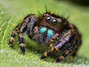 Психологи рассказали, как легко победить страх перед пауками
