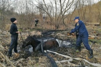 В Подмосковье у военкомата трясина засосала лошадь