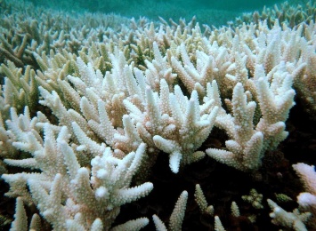 Ученые: Люди убивают Большой Барьерный риф