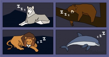 Вы - медведь, лев, волк или дельфин? Узнайте свой тип сна!