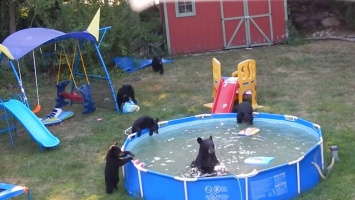 В Нью-Джерси семья медведей устроила вечеринку в бассейне