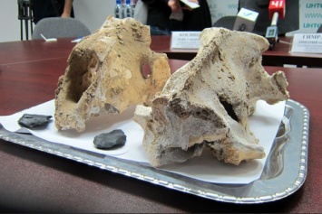 На Урале обнаружены останки гигантского пещерного льва