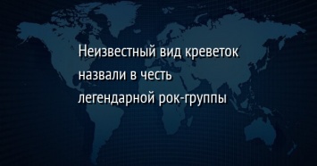 Неизвестный вид креветок назвали в честь легендарной рок-группы