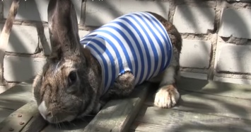 В АТО показали пасхального кролика-талисмана (видео)