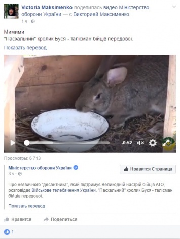 "Пасхальный" кролик: сети порадовало видео с талисманом бойцов АТО