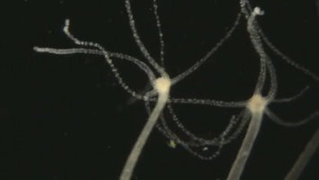 Биологи «расшифровали» нервную систему гидры