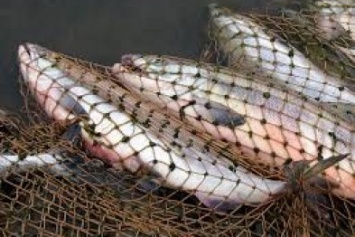 В Мариуполе браконьеры нанесли существенный ущерб рыбным запасам