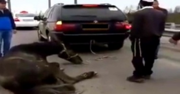 В Умани хасиды тянули за машиной живую лошадь, прокуратура завела дело