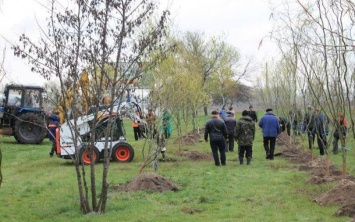 Вдоль ул. Днепровской высадили молодые деревья