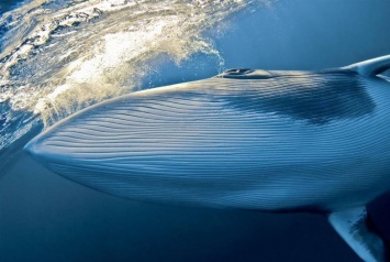 Ученые показали подводный мир глазами китов