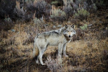 В США усыпили искалеченного редкого белого волка