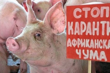 Из-за африканской чумы свиней в мелитопольском селе установлен карантин