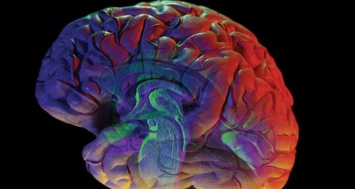 Изменение карты мозга меняет восприятие пространства - Ученые