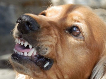 В Новой Гвинее найдены собаки Хайленд, считавшиеся вымершими