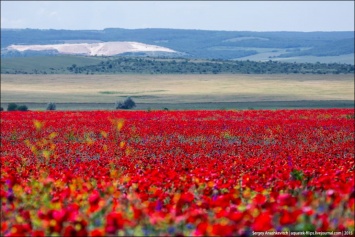 Цветущие поля: где и когда искать в Крыму тюльпаны и маки для восхитительных фото