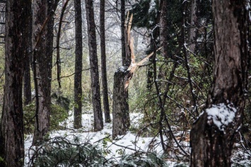 Апрельский снегопад уничтожил 150 редких деревьев в ботаническом суде Днепра