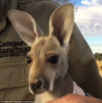 «Возьми меня на ручки!»: в Австралии для осиротевших малышей кенгуру шьют специальные сумки